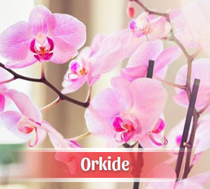 İzmir Çiçekçilik Orkide Siparişi