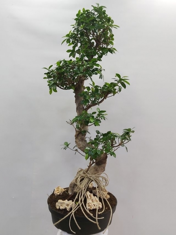 Bonsai