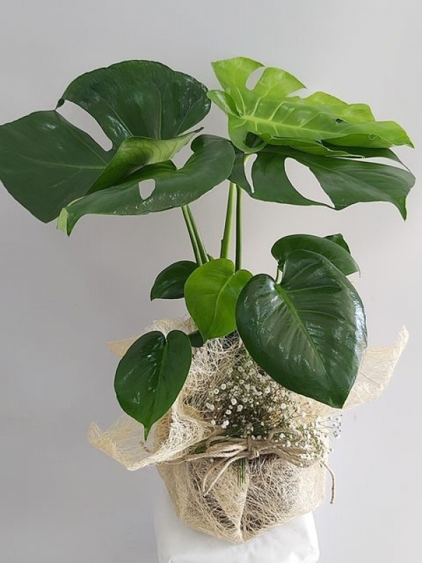 Saksıda Deve Tabanı Monstera