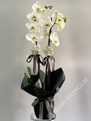 Siyah Beyaz Çiçek Orkide