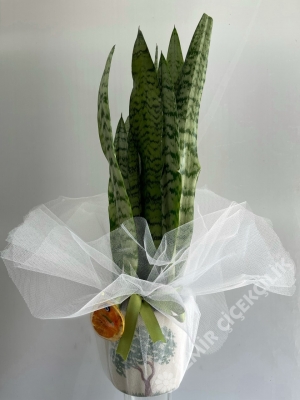 Paşa Kılıcı (Sansevieria) 